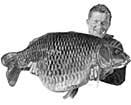 David Moncaster and 40 Lb 4 Oz common carp