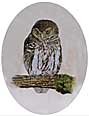 Pear Spotted Owl