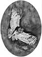 Tawny Owl #3