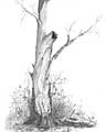 Dead Cottonwood - Ballpoint pen artwork by Vincent Whitehead