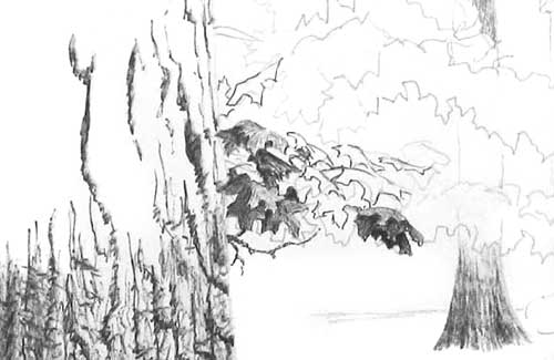 Drawing Trees - beginning foreground leaf drawing