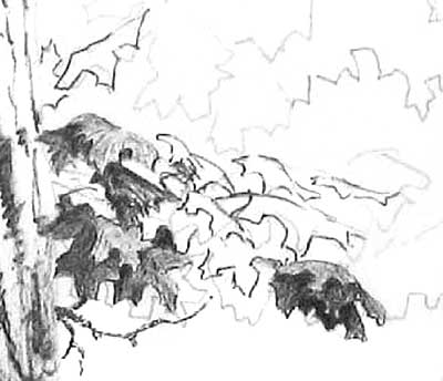Drawing Trees - close up of foreground leaf drawing process