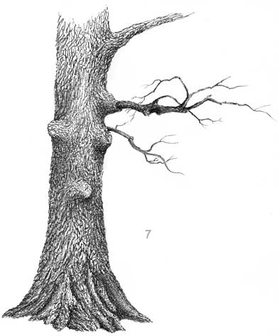 Oak Tree - Step #8
